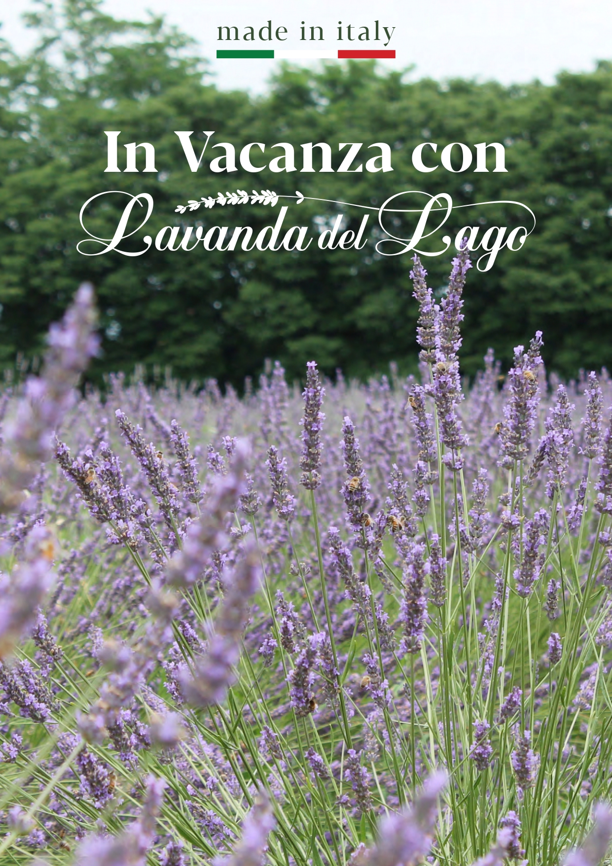 Lavanda del Lago