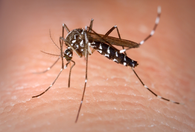Avviso “trattamenti di disinfestazione contro le zanzare”